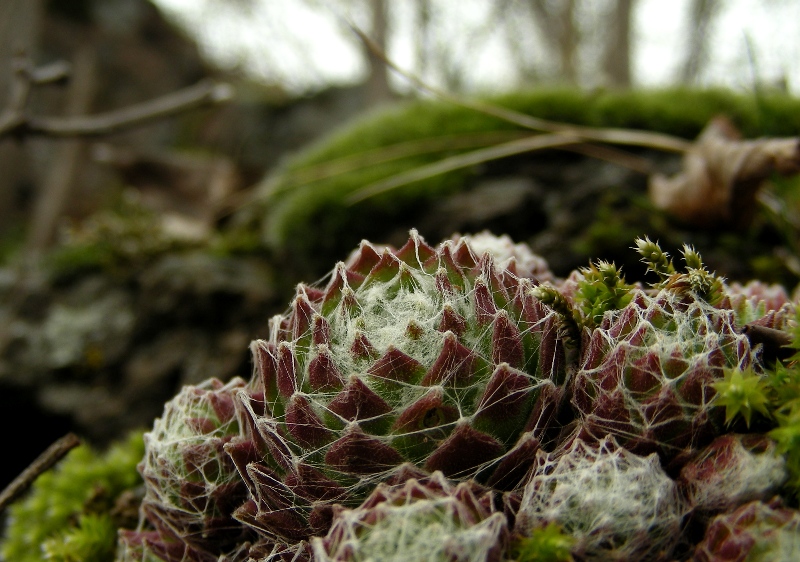 Semprevivi (S. arachnoideum e S. tectorum)